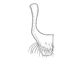  Fig 12,  Anthidium mormonum  male, diagram showing ventral view of seventh sternum (S7), diagram from Gonzalez and Griswold 2013 
